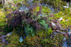 Cryptogramma sitchensis