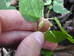 Neolasioptera eupatorii