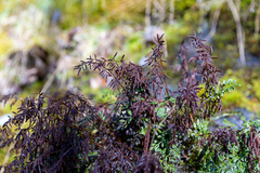 Cryptogramma sitchensis