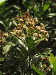 Baccharis prunifolia