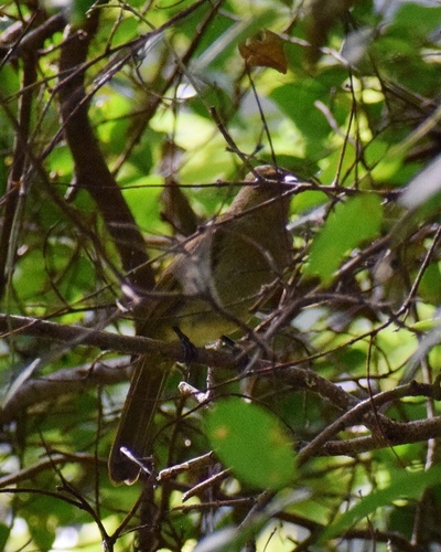 Yellow-bellied Greenbul (Chlorocichla flaviventris), photo 5