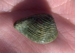 Anomalocardia cuneimeris