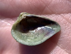 Anomalocardia cuneimeris