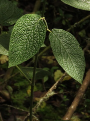 Piper artanthe