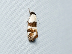 Euphiltra eroticella