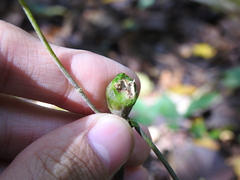 Asphondylia eupatorii