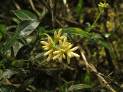 Palicourea boqueronensis