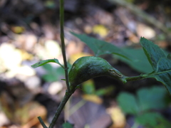 Asphondylia eupatorii