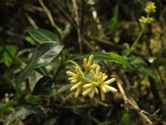 Palicourea boqueronensis