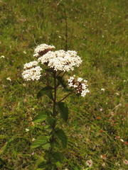 Stevia ovata