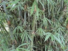 Bambusa chungii