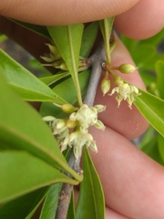 Sideroxylon obtusifolium