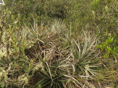 Puya bicolor
