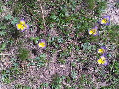 Viola calcarata