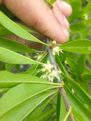 Sideroxylon obtusifolium