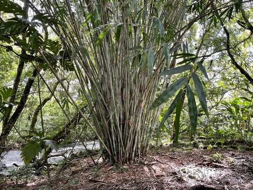 White Bamboo