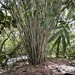 White Bamboo - Photo (c) thinkbamboo, some rights reserved (CC BY-NC)