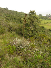 Puya bicolor