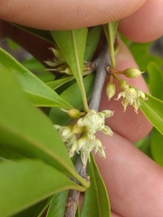 Sideroxylon obtusifolium