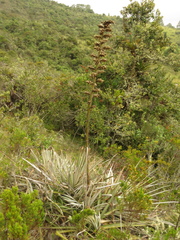 Puya bicolor