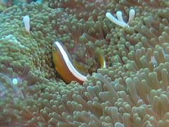 Amphiprion sandaracinos