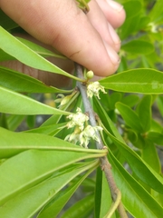 Sideroxylon obtusifolium