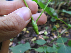 Neolasioptera eupatorii