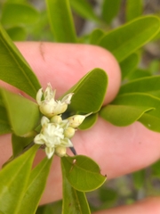 Sideroxylon obtusifolium