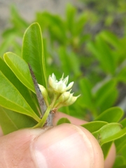 Sideroxylon obtusifolium