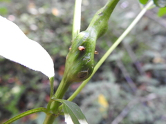 Asphondylia eupatorii