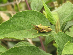 Agesander ruficornis