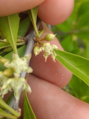 Sideroxylon obtusifolium