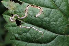 Stigmella villosella