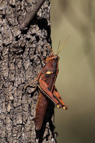 Obscure Bird Grasshopper