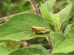 Agesander ruficornis