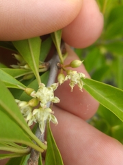 Sideroxylon obtusifolium