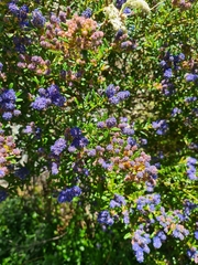 Ceanothus papillosus