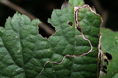 Stigmella villosella