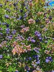 Ceanothus papillosus