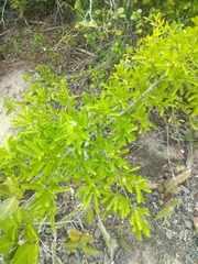 Sideroxylon obtusifolium