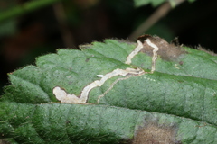 Stigmella villosella