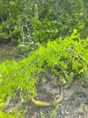 Sideroxylon obtusifolium