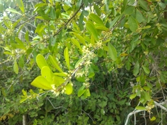 Sideroxylon obtusifolium