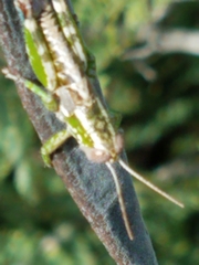 Phaulotettix