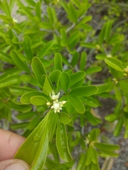 Sideroxylon obtusifolium
