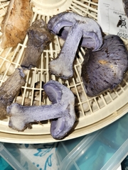 Cortinarius subsolitarius