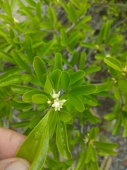 Sideroxylon obtusifolium