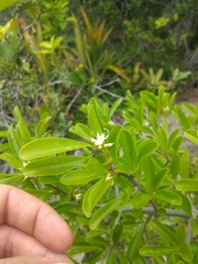 Sideroxylon obtusifolium