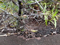 Tillandsia bulbosa