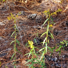 Solidago odora odora